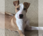 Small #2 Mutt