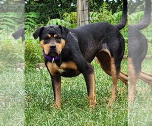 Rottweiler Dogs for adoption in Walnutport, PA, USA