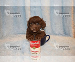 Small Photo #2 Poodle (Toy) Puppy For Sale in SANGER, TX, USA