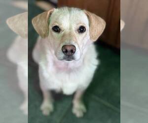 Aussiedor Dogs for adoption in Anchorage, AK, USA