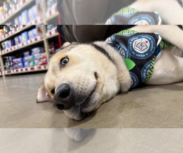 Medium Photo #10 Siberian Husky-Unknown Mix Puppy For Sale in Silver Spring, MD, USA