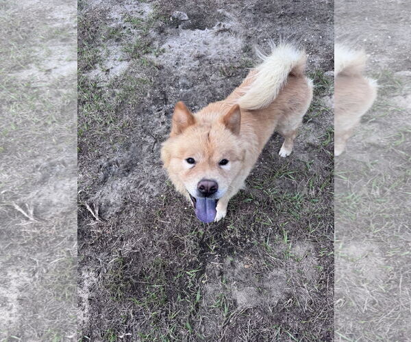 Medium Photo #1 Chow Chow Puppy For Sale in Valrico, FL, USA