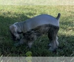 Small Photo #6 Schnauzer (Miniature) Puppy For Sale in AUBREY, TX, USA