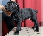 Small Photo #3 Cane Corso Puppy For Sale in COTTAGE GROVE, OR, USA