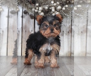 Yorkshire Terrier Puppy for sale in MOUNT VERNON, OH, USA