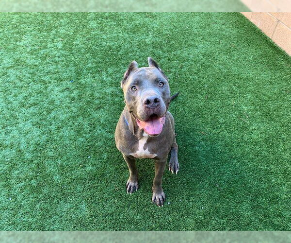 Medium Photo #4 Mutt Puppy For Sale in Moreno Valley, CA, USA