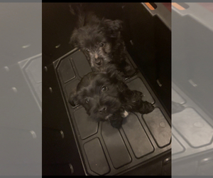Biewer Yorkie-Shih-Poo Mix Puppy for sale in PHILADELPHIA, PA, USA