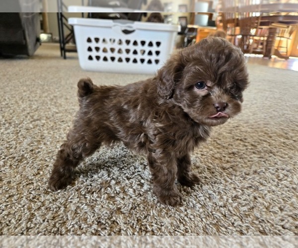 Medium Photo #4 ShihPoo Puppy For Sale in CARLYLE, IL, USA