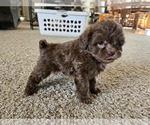 Small #3 ShihPoo