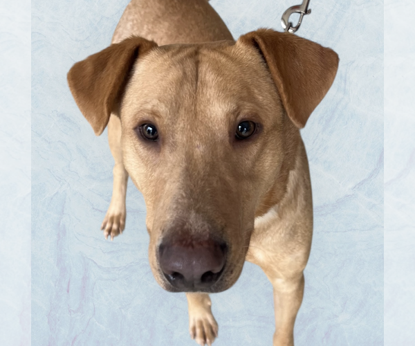 Medium Photo #3 Labrador Retriever-Unknown Mix Puppy For Sale in Rockville, MD, USA