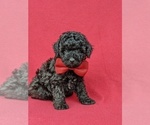 Small Photo #6 Poodle (Miniature) Puppy For Sale in NOTTINGHAM, PA, USA