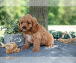 Puppy Larry Cavapoo