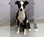 Small #9 Lab-Pointer