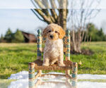 Puppy 14 Goldendoodle-Poodle (Miniature) Mix