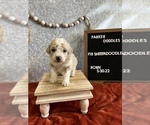 Puppy 1 Poodle (Miniature)-Sheepadoodle Mix