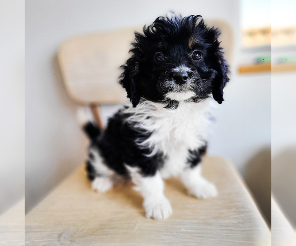 Medium Photo #1 Miniature Bernedoodle Puppy For Sale in WAGENER, SC, USA