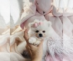 Small #15 Pomeranian