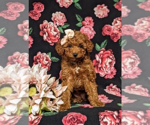 Poodle (Toy) Puppy for sale in GLEN ROCK, PA, USA