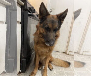 German Shepherd Dog Dogs for adoption in Woodland, CA, USA