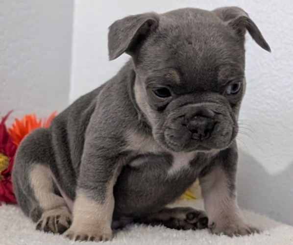 Medium Photo #38 French Bulldog Puppy For Sale in GOSHEN, IN, USA