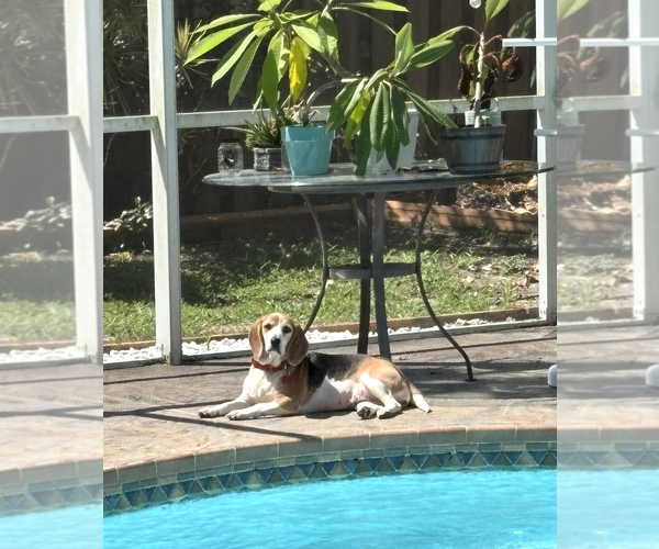 Medium Photo #2 Beagle Puppy For Sale in Tampa, FL, USA
