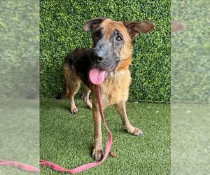 German Shepherd Dog Dogs for adoption in Naples, FL, USA