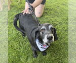 Small #6 Basset Hound-Labrador Retriever Mix