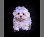 Small Photo #39 Maltese Puppy For Sale in WARSAW, IN, USA