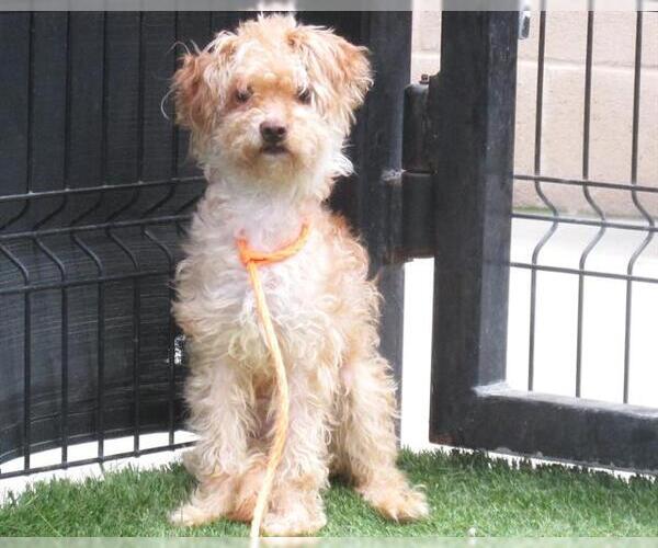 Medium Photo #1 Poocan Puppy For Sale in Orange, CA, USA