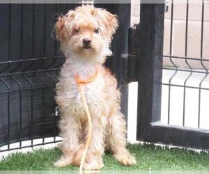 Poocan Dogs for adoption in Orange, CA, USA