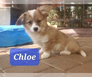 Cardigan Welsh Corgi-Pembroke Welsh Corgi Mix Litter for sale in TUCSON, AZ, USA