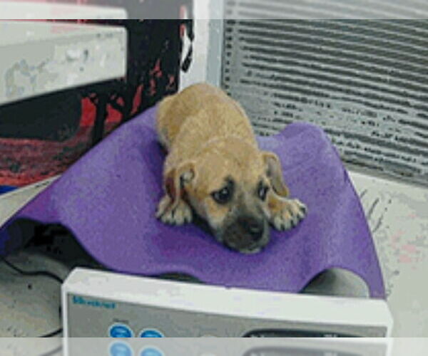 Medium Photo #4 Border Terrier-Unknown Mix Puppy For Sale in Lakewood, CO, USA