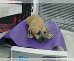 Small #3 Border Terrier Mix