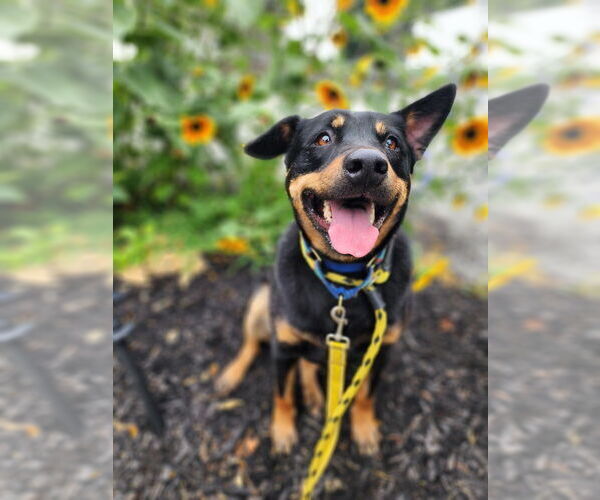 Medium Photo #9 Australian Kelpie-Rottweiler Mix Puppy For Sale in Brewster, NY, USA