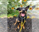 Small #8 Australian Kelpie-Rottweiler Mix