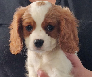 Cavalier King Charles Spaniel Puppy for sale in LOUISVILLE, KY, USA