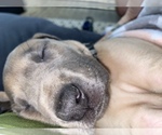 Small Photo #3 Great Dane Puppy For Sale in TWAIN HARTE, CA, USA