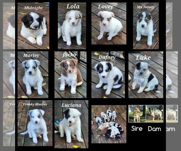 Medium Photo #1 Texas Heeler Puppy For Sale in UTICA, NY, USA