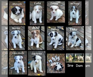 Texas Heeler Puppy for sale in UTICA, NY, USA