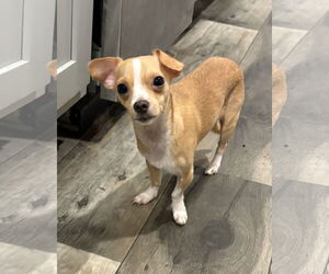 Chihuahua-Unknown Mix Dogs for adoption in Mount Pleasant, SC, USA