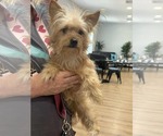 Small Cairn Terrier Mix