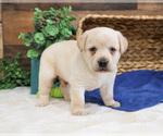 Small #9 Labrador Retriever