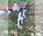 Small #1 Boston Terrier