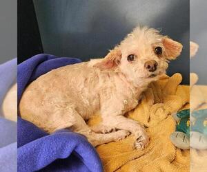 Poodle (Miniature) Dogs for adoption in Camarillo, CA, USA