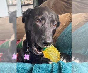 Labrador Retriever Dogs for adoption in Spring Lake, NJ, USA