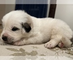 Small #4 Great Pyrenees