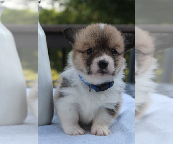Medium Photo #5 Pembroke Welsh Corgi Puppy For Sale in FAIR GROVE, MO, USA