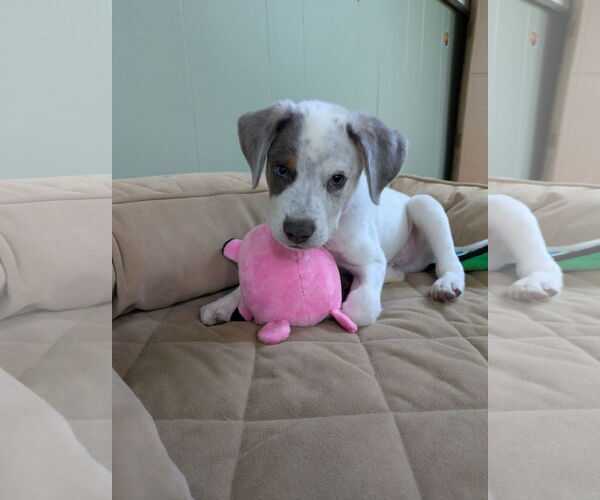 Medium Photo #1 Mutt Puppy For Sale in Garden City, NY, USA