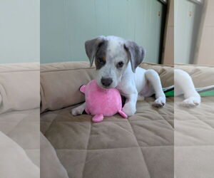 Mutt Dogs for adoption in Garden City, NY, USA