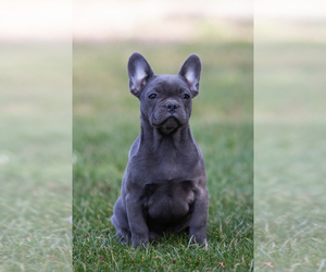 French Bulldog Puppy for sale in Oroshaza, Bekes, Hungary